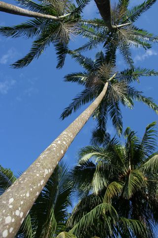 3_acai.jpg