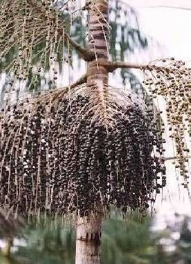 acai_fa.jpg