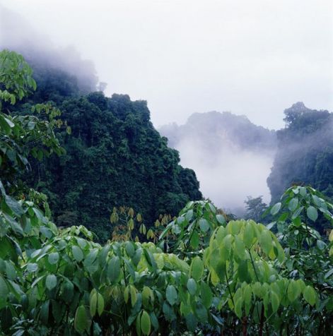 acai_forest_1.jpg