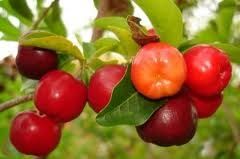 acerola.jpeg