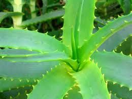 aloe.jpg