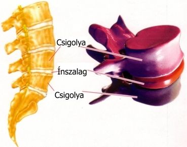 gerinc.jpg