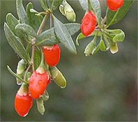 goji_bogyo.jpg