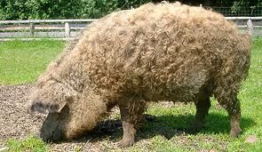 mangalica.jpg